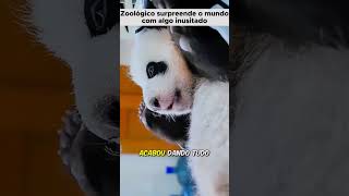 Panda bandido  Tccontos shorts curiosidades animais pets animaisselvagens [upl. by Llennor257]