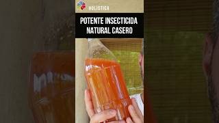 💥 POTENTE INSECTICIDA ECOLÓGICO CASERO 🌱 para CURAR tus PLANTAS  Versiones y macerado [upl. by Phaedra]