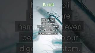 Most Ecoli bacteria are harmless and even beneficial to us ecolioutbreak [upl. by Kauffmann987]