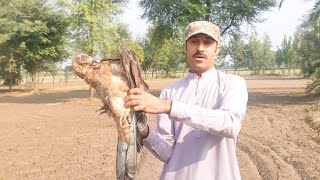 Releasing big buzzard  Rescued bird  Raptors Today [upl. by Atilem]