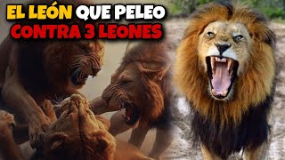 Kapama  el LEÃ“N que PELEO CONTRA 3 LEONES [upl. by Mariko]