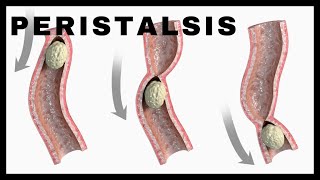 Peristalsis INVOLUNTARY Pushes Food Through the Digestive System [upl. by Aisinut]