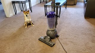 Dyson Ball Animal 2 Apartment Long Vacuuming Dyson V Shiba Inu [upl. by Silvain]