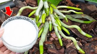 The Most Powerful Organic Fertilizer Healthy Roots And Uncontrolled Orchid Blooms [upl. by Mimajneb]