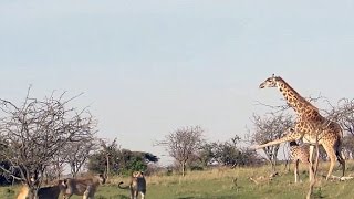 Giraffe Kick Lion Real Fight  Lion vs Giraffe [upl. by Arnaldo577]