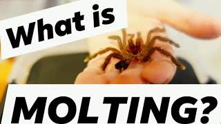 TARANTULAS LIFE  What is Molting  EducationalVideo for Kids [upl. by Ennayram]