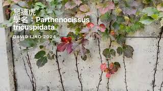 ［認識植物好好玩］「爬牆虎」學名：Parthenocissus tricuspidata，在台灣台中太平買菸場，大蔚阿昌（David Liao [upl. by Lerred263]