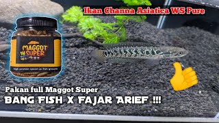 CHANNA ASIATICA WS PURE  PAKAN FULL MAGGOT BANG FISH X FAJAR ARIEF [upl. by Nnyltiac]