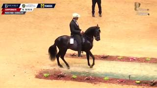 XIV Mundial CAMPEONATO DE CABALLOS PASO FINO [upl. by Britt747]