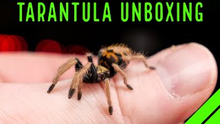 INSANE 1000 Tarantula amp Spider Unboxing [upl. by Renee]