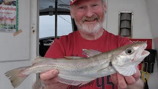 Fishing for Haddock amp Whiting 🎣🐟🐟 Aberdeenshire sea angling trips 🎣 [upl. by Tibbitts198]