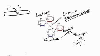 Transcriptional Regulation in Prokaryotes and Eukaryotesmp4 [upl. by Llewoh]