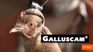 The Stabilization Power of Chicken Heads Featured in New Commercials [upl. by Niltag]