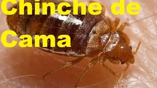 Datos y Curiosidades sobre las Chinches de Cama Extrerminar Chinches de Cama ElCoolFactShow Ep 6 [upl. by Cila]