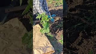 Pull Weeds 💪💪💪💪 weeding garden satisfying shorts [upl. by Aissatsan]