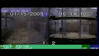 Sociability test in mice using the Laboras sociality cage module video 2 [upl. by Ki]