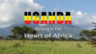 Uganda Birds [upl. by Eurydice344]