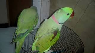 My Sweetheart Alexandrine Parrot Talking  Talking Parrot [upl. by Haissi]