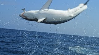 Monster Mako Shark Flys Out Of Water To Ambush Prey  SHARK WEEK [upl. by Gaskins]