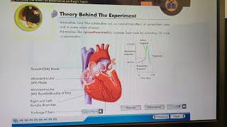 Effect of Adrenaline on frog heart [upl. by Erialcyram]