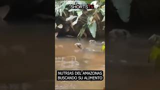 NUTRIAS DEL AMAZONAS EN ACCIÓN [upl. by Iila]