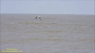 Blackbrowed Albatross flying over waves Uruguay by Antonio Silveira [upl. by Parshall174]