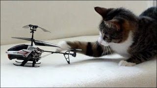 Cat vs RC Helicopter  猫対ヘリコプター [upl. by Yaja]