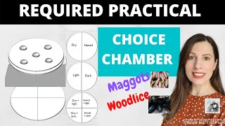 CHOICE CHAMBER Required Practical Alevel Biology practical with maggots or woodlice studying taxes [upl. by Trumann998]