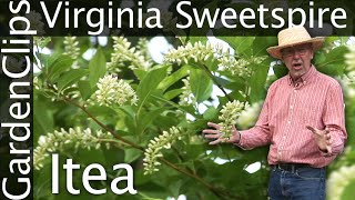 Virginia Sweetspire  Itea virginica  Growing Itea  Fragrant flowering perennial shrub [upl. by Giverin]