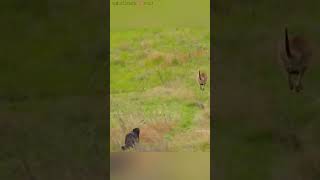 जब मां kangaroo 🦘 एक जंगली wolf 🐺 से भाग rhi थी तब baby kangaroo 🦘 गलती से pooch से गिर जाता hai😮🥹 [upl. by Bruyn]