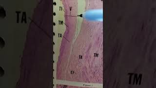 Histology of medium size artery and vein [upl. by Atinwahs872]