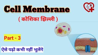 Cell membrane कोशिका झिल्ली   anatomy and physiology [upl. by Brady]