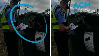 Dog steals cops paperwork from over fence [upl. by Imuy]