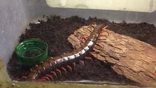 Scolopendra Subspinipes [upl. by Orwin]