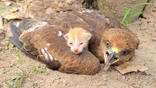 Falcon Adopted Baby Cats after they lost their mother Just unbelieveble [upl. by Irmina]