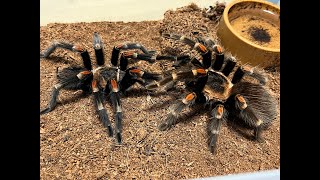 Brachypelma auratum Mexican Flame Knee pairing [upl. by Imaj504]