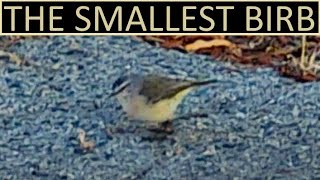 How Is A Bird This Small Even Real [upl. by Sand]