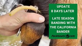 Late in the Season Banding with the California Bander UPDATE 8 Days Later [upl. by Buckingham]