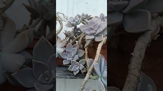 succulents propagation of Ghost plant Graptopetalum paraguayense [upl. by Myron]