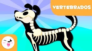 Animales VERTEBRADOS e INVERTEBRADOS para niños ✔👩‍🏫 PRIMARIA [upl. by Helfand]