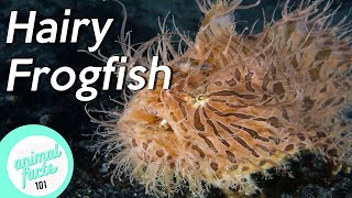 Hairy Frogfish • All you need to know about this unique fish [upl. by Cave]