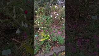 Dunvegan Castle Garden Isle of Skye Scotland shorts travel explore [upl. by Rick]