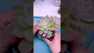 Technique repotting succulents so beautiful shorts succulent [upl. by Judith]