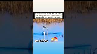 flocking friends viralvideo california youtubeshorts meme comedy everyone birds funny [upl. by Ynnij]