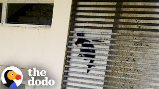 Cat Was Stuck Between Grates Of A 20Story Building  The Dodo [upl. by Averell]