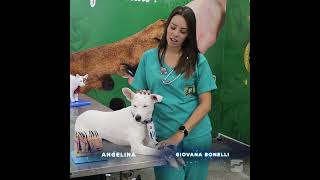 Conheça o curso Técnico em Veterinária com a Giovana Bonelli [upl. by Anneirda]