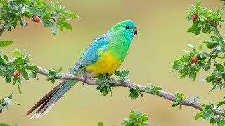 Redrumped parrot Cyanoramphus Cockatiel  Birds Call Bird Song [upl. by Senn]