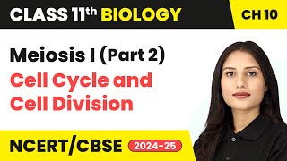 Meiosis I Part 2  Cell Cycle and Cell Division  Class 11 Biology Chapter 10  CBSE 202425 [upl. by Aremus]