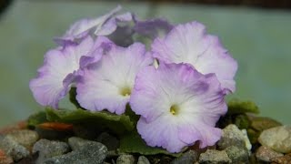 Primula Auricula amp Marginata Spring Care amp How to Remove Dead Leaves [upl. by Tadashi]