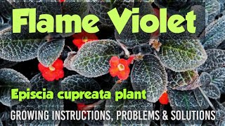 Episcia cupreata plant  Flame Violet plant  Growing Instructions  problems and solutions [upl. by Eatnohs]